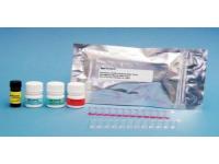 Anti-SPON1/F spondin antibody